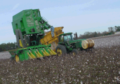 Harvesting cotton